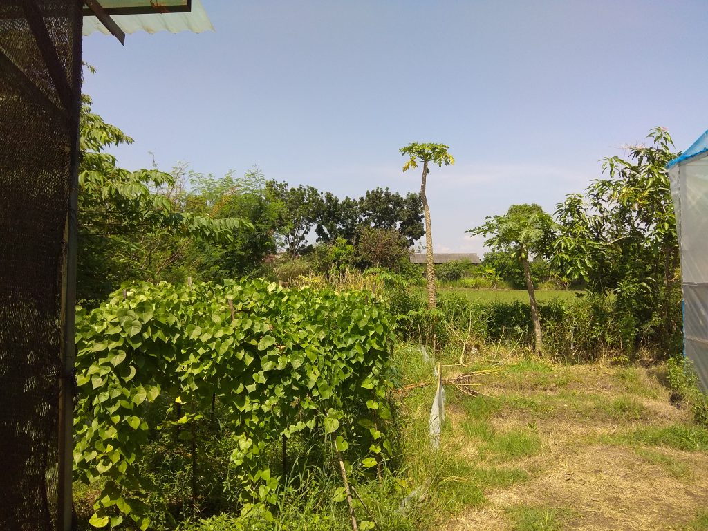kebun1